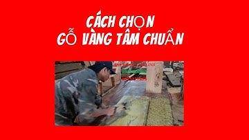 Cách chọn gỗ vàng tâm chuẩn | Nguyễn Văn Cương