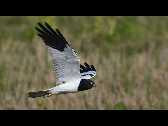 Пегий лунь (англ. Pied harrier)