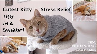 The CUTEST Cat:  Tiger in a Sweater!  Kitty Stress Relief