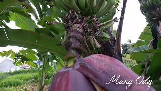 Download Lagu Suasana hamparan pesawahan yang hijau MP3