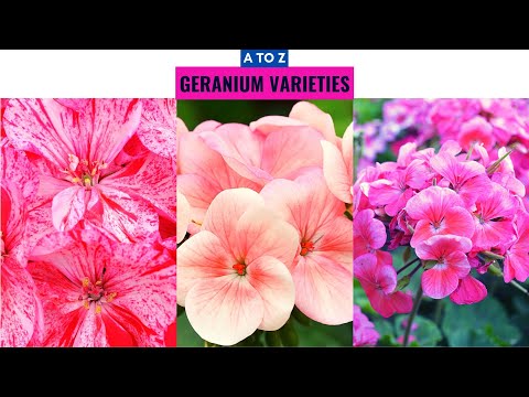 Video: Geranium - Specii și Soiuri Interesante