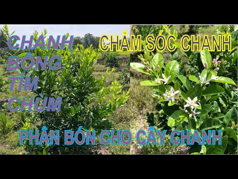 Video: PhânCây Chanh - Cách Nuôi Cây Chanh Phát Triển