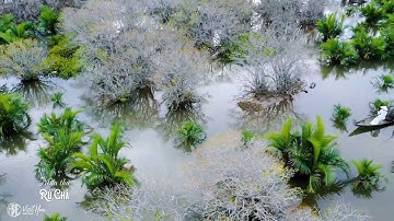 RÚ CHÁ - RỪNG NGUYÊN SINH NGẬP MẶN QUÝ HIẾM BẬC NHẤT VIỆT NAM || VisitHue