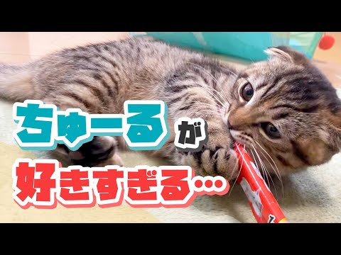 ちゅーるを食べたくて全力で甘える子猫が可愛すぎました