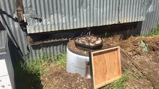 Honey Bees in SLO MO