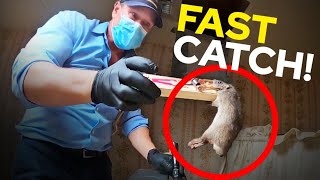 How to CATCH RATS FAST! This old school trick WORKED!! Best rodent control...