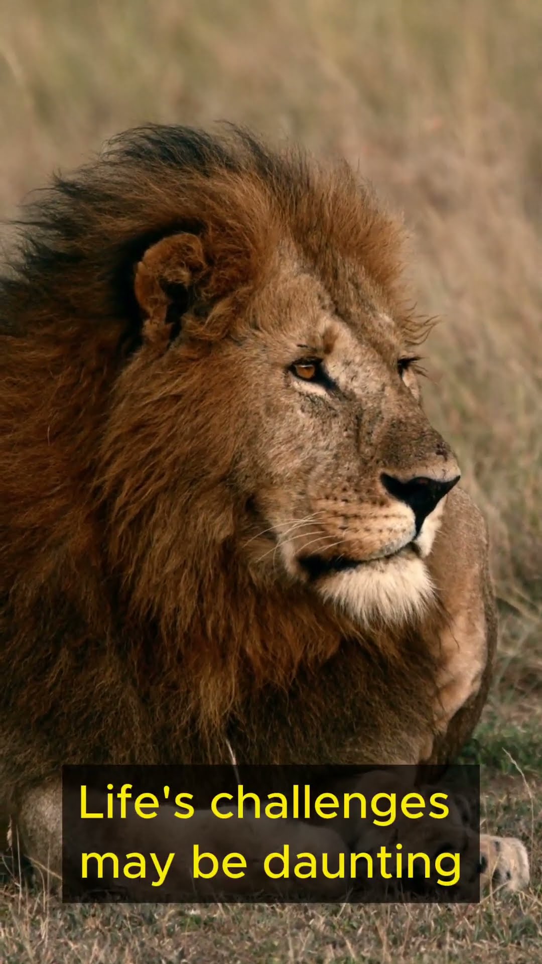 Life Lessons from Lions   Part 5 #shorts  #lifelessons #personalgrowth #wisdom #lions #resilience