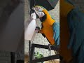#animal #bird #macaw #parrot #funny