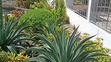 Cây  Đại Tướng Quân đã Trổ Hoa  🌹🌹🌹🌹