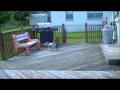 Baby Luca (Boxer) & Baby Zeus(Pit Bull) Playing in between training. Baby Luca (Boxer) & Baby Zeus(Pit Bull) Playing in between training.