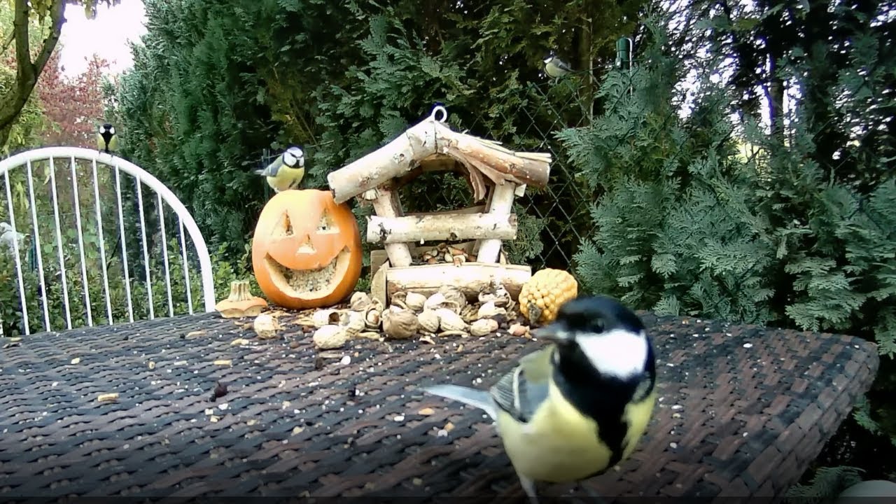 Bird Feeder Live Stream from Germany (October 28) YouTube