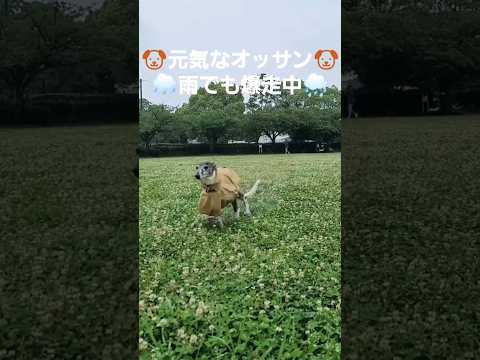 ニキ大好きイッヌ。雨でもハッスル。ウィペットのカイトちゃん。おりこうや。 Whippet Dog KAITO Brother Walking in the Rain FUKUOKA JAPAN.