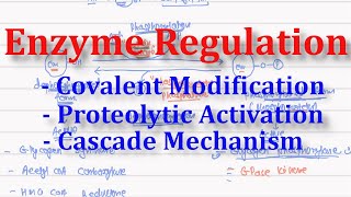 13 C. Covalent Modification, Proteolytic activation & Cascade mechanism of enzyme regulation | NEET