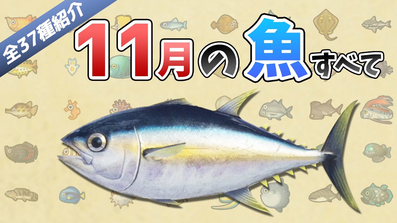 あつ森 11月に釣れる魚を全て紹介 魚影や出現場所 時間 条件 買取値段など徹底解説 マグロやカジキ チョウザメなどレア魚が大量 あつまれどうぶつの森 11月の魚図鑑コンプリート Youtube