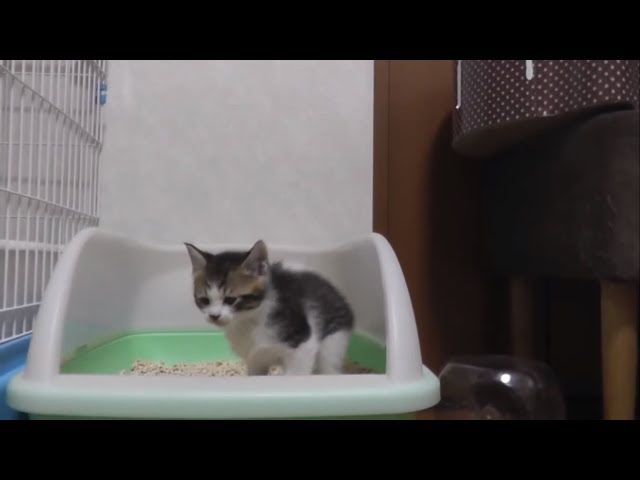 元気に動き回って初めてウ〇チをする子猫