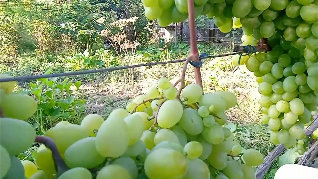 Виноград.Подарок Запорожья - YouTube