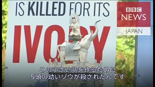 「これを作るため5頭の幼いゾウが殺された」