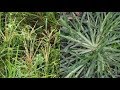 ????????~?[???]Health Benefits of "GOOSE GRASS" or "PARAGIS".