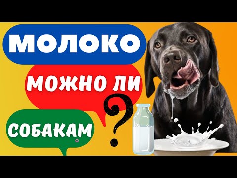 Молоко. Можно ли собакам молоко?