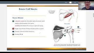 Kinesiology For Massage Therapists - Rotator Cuff Muscles