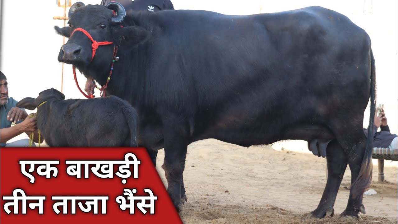 25 किलो की बाखड़ी और तीन ताजा भैंस, एक ही जगह बिक्री बिक्री के लिए || Ramesh Dairy Farm (9671473438)