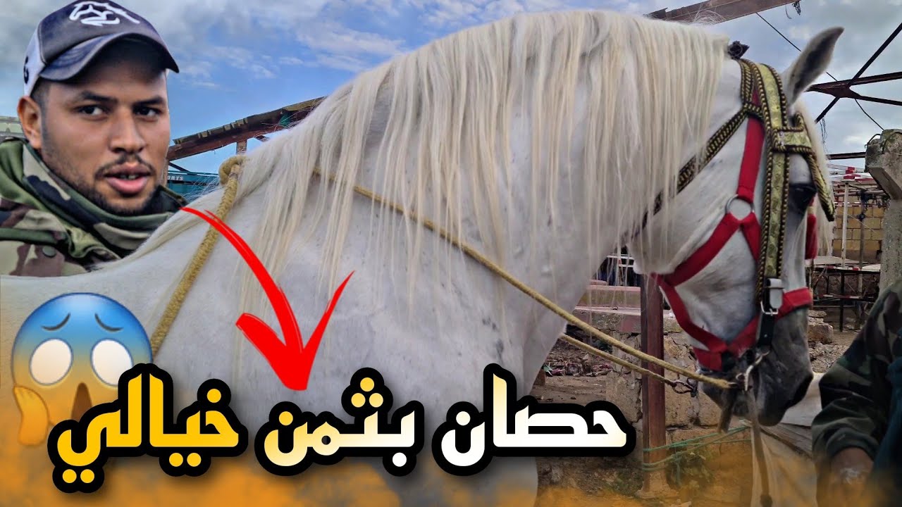 اليوم من سوق سطات عمر شرا حصان أندلسي ب تمن خرافي 4000Dh 😱 مع أثمنة جميع الخيول إحذروا السرقة ...