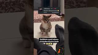 Kedinin Dünyası Karardı #keşfet #minecraft #ytdayibenionecikarnolur #funny #brawlstars #galatasaray