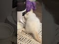Cat funny( котенок смешной)