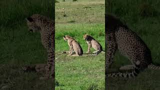 Wildlife Safari  Cheetah Hunting Lessons #WildlifeDiscovery #PredatorMastery #HuntingLessons  #Wildl