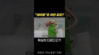 세이블은 어떤 모프죠??