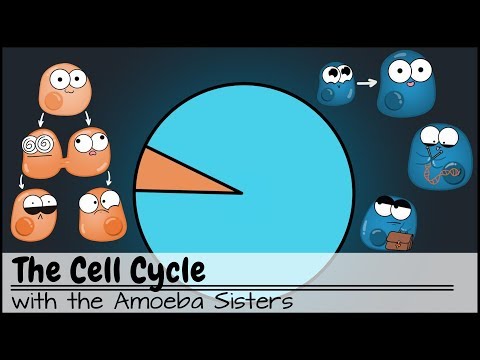 Thumbnail for the embedded element "The Cell Cycle (and cancer) [Updated]"