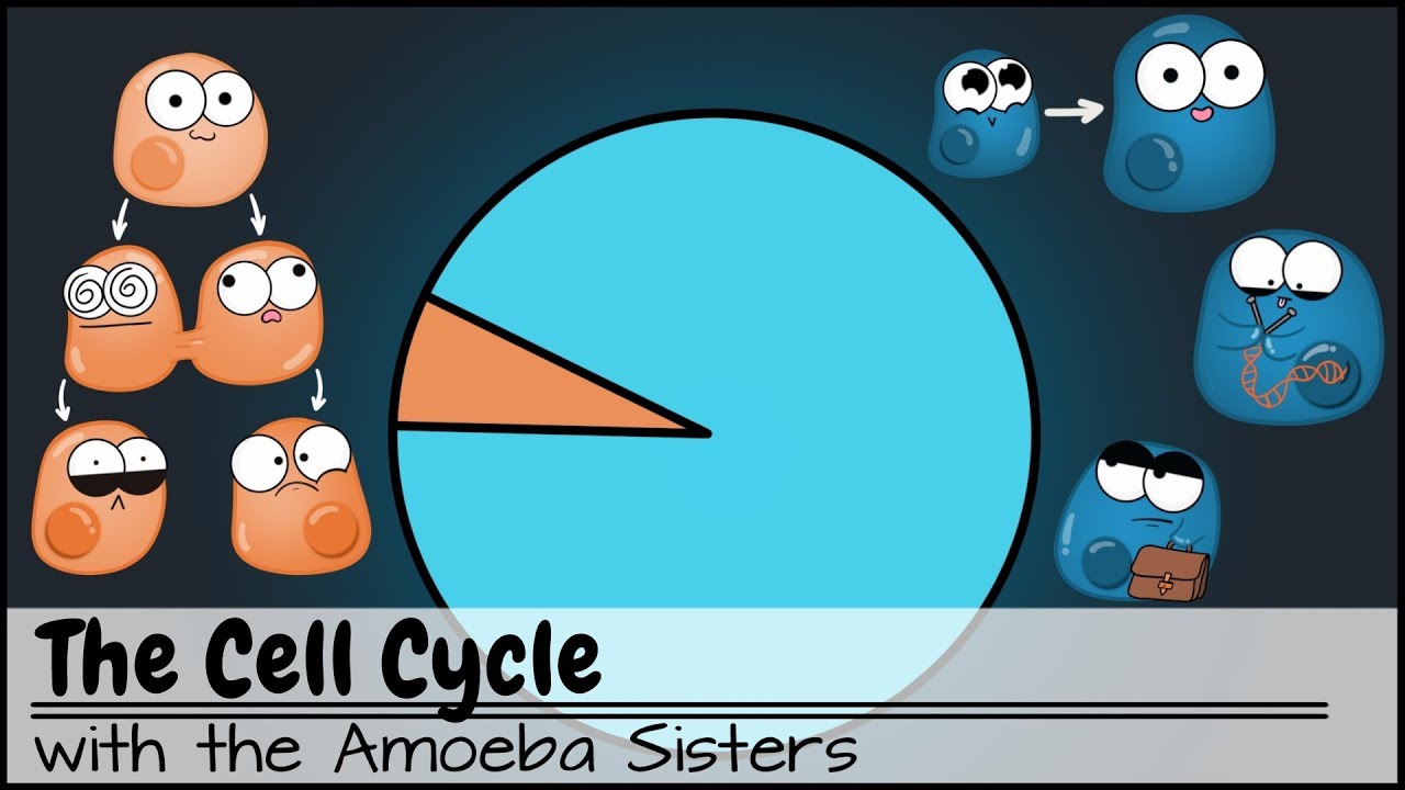 The Cell Cycle (and cancer) [Updated] - YouTube