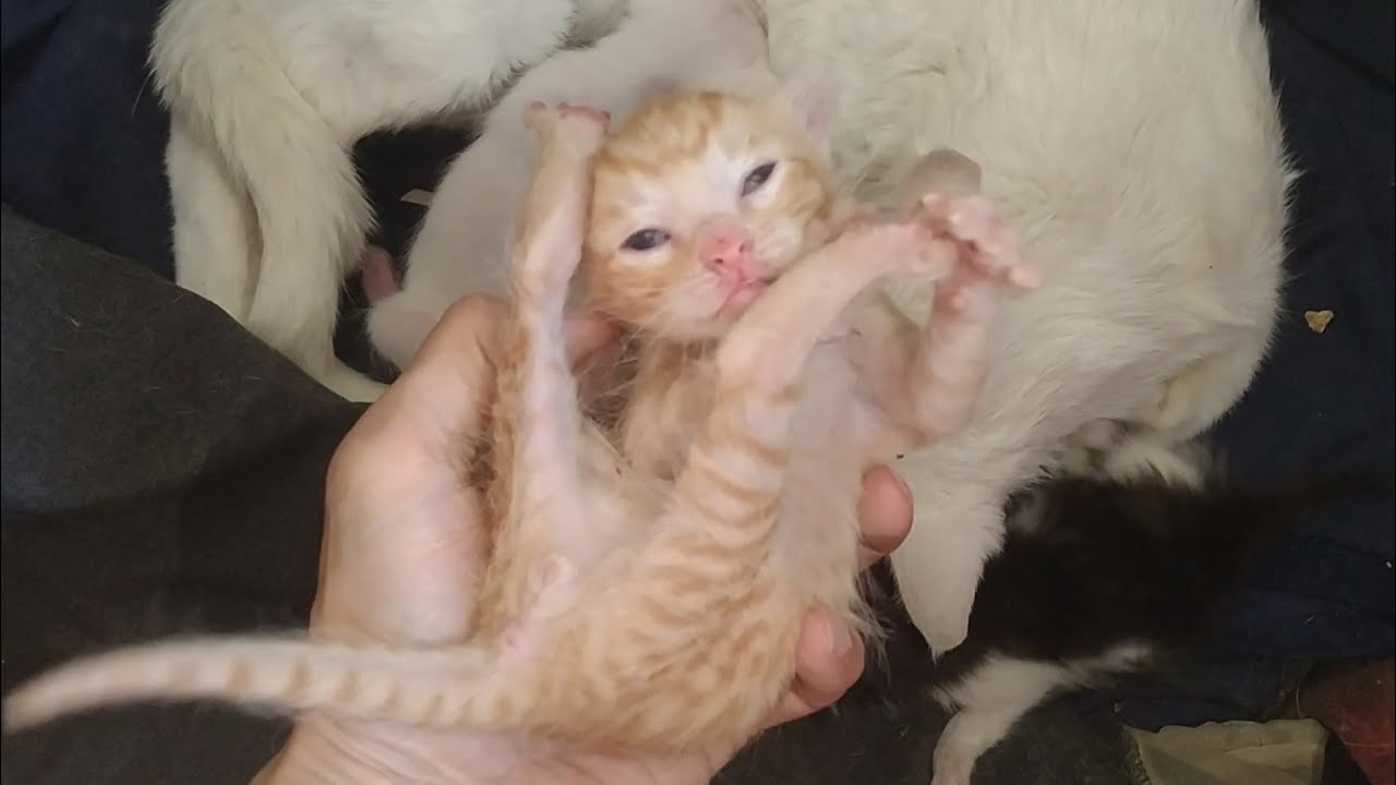 Rescued Orphan Kitten Opens His Eyes but Won’t Let Siblings Drink Mother’s Milk