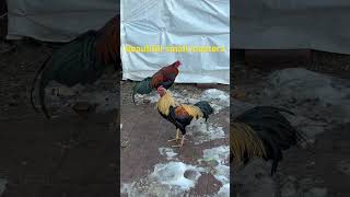 Beautiful roosters #chicken #rooster #backyardchickens #gamebirds #gamefowl #gamefowlsupplements