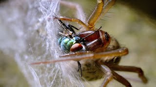 House Spider & Greenbottle Fly - UHD 4K