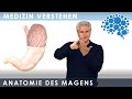 Anatomie des Magens: Super Zusammenfassung│Dr. Dr. Damir del Monte│Encephalon MedVideos bei Lecturio