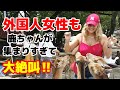 外国人女性も絶叫! 鹿の集団おねだりに大パニック! 東大寺の外国人観光客【奈良】【東大寺】【海外の反応】|TODAIJI NARA JAPAN