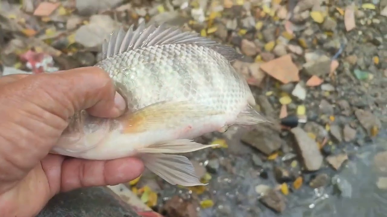 February 8 ,2026 II NASA GILID LANG SILA I FISHING ADVENTURE @ JOEL BISDAK VLOG