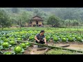 Solo Female CEO: Building a Garden from Zero to Finish in the Rain