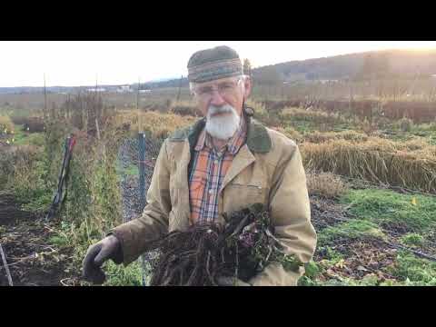 How to Harvest Angelica Root with Michael Pilarski "Skeeter"