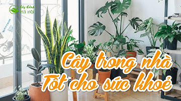 Top 7 cây trồng trong nhà tốt cho sức khỏe