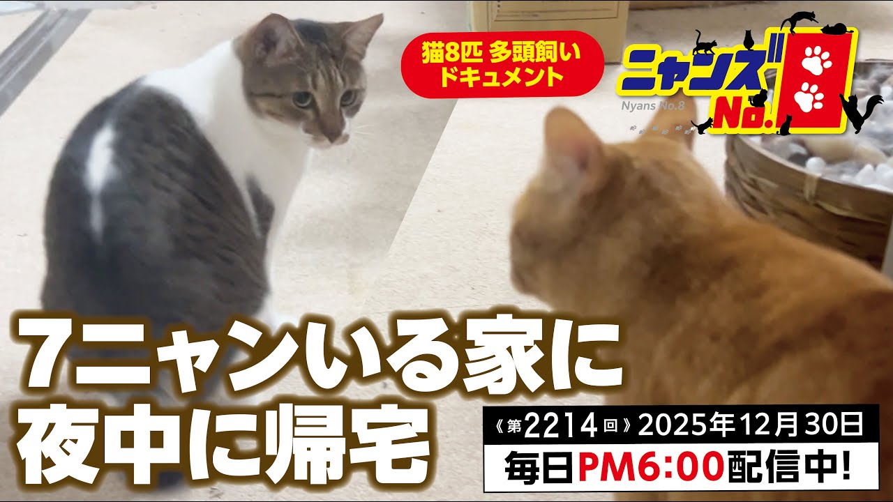 《第2214回》7ニャンにいる家に夜中に帰宅