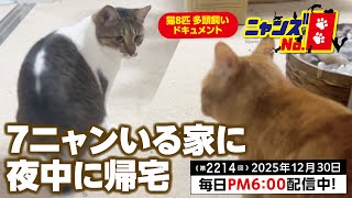 No. 2214》Returning home to 7 cats in the middle of the night