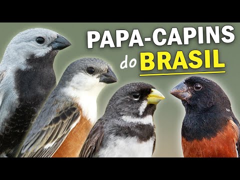 E de - Papa capim pássaro ,mais querido dos pássaros