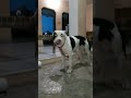 Bagira shersubscribe fight pitbull youtubeshorts share viral comment like lion