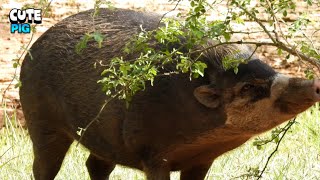 Cute Pig Enjoying The Grass