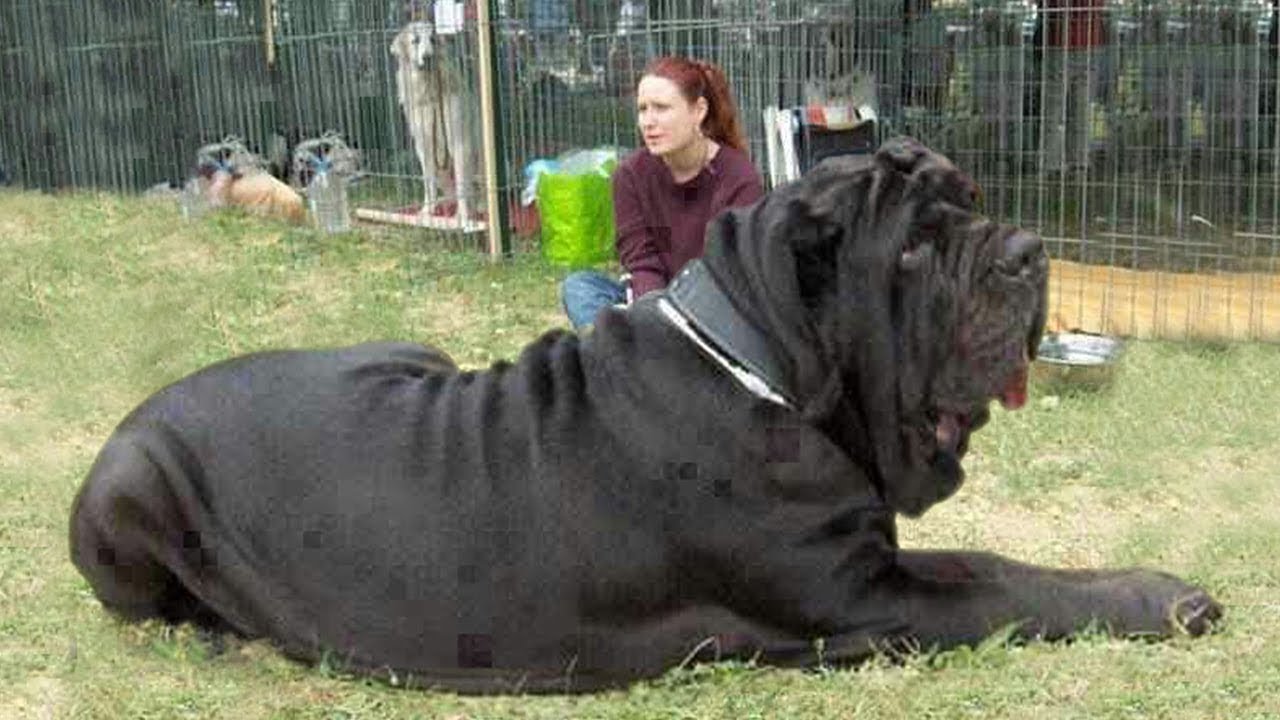 A Legnagyobb Allat A Vilagon Youtube Big Dog Breeds Big Dogs Dog Breeds