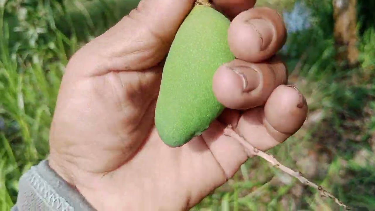 Lâu lắm rồi mới chở lại vườn xoài của mình nhé 