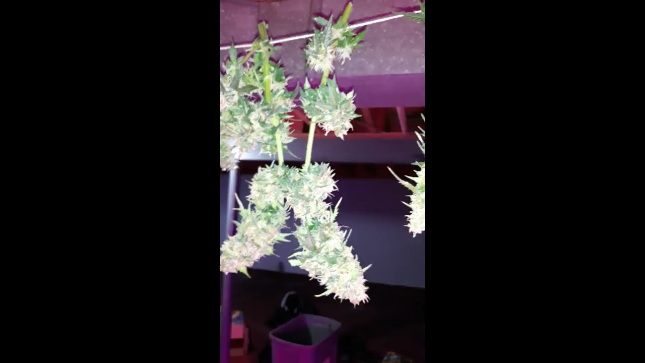 Auto Mazar harvest Day 82.