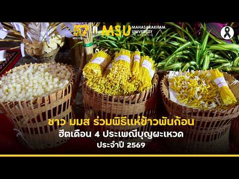 ชาว มมส ร่วมพิธีแห่ข้าวพันก้อน ฮีตเดือน 4 ประเพณีบุญผะเหวด ประจำปี 2569